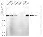KD-Validated Anti-PDIA4 Rabbit Monoclonal Antibody