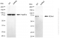 KD-Validated Anti-PDIA4 Rabbit Monoclonal Antibody