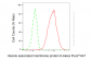 KD-Validated Anti-VAMP8 Rabbit Monoclonal Antibody