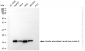 KD-Validated Anti-VAMP8 Rabbit Monoclonal Antibody