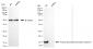 KD-Validated Anti-VAMP8 Rabbit Monoclonal Antibody