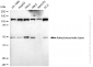 KD-Validated Anti-Adenylosuccinate Lyase Mouse Monoclonal Antibody