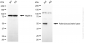 KD-Validated Anti-Adenylosuccinate Lyase Mouse Monoclonal Antibody