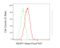 KD-Validated Anti-KEAP1 Mouse Monoclonal Antibody
