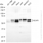 KD-Validated Anti-KEAP1 Mouse Monoclonal Antibody
