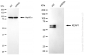 KD-Validated Anti-KEAP1 Mouse Monoclonal Antibody