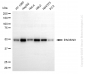 KD-Validated Anti-PACSIN3 Mouse Monoclonal Antibody
