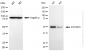 KD-Validated Anti-PACSIN3 Mouse Monoclonal Antibody