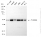 KD-Validated Anti-PACSIN3 Mouse Monoclonal Antibody