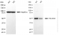 KD-Validated Anti-PACSIN3 Mouse Monoclonal Antibody