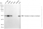 KD-Validated Anti-TXNDC5 Mouse Monoclonal Antibody
