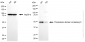 KD-Validated Anti-TXNDC5 Mouse Monoclonal Antibody