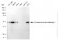 KD-Validated Anti-TXNDC5 Mouse Monoclonal Antibody