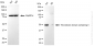 KD-Validated Anti-TXNDC5 Mouse Monoclonal Antibody