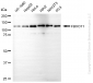 KD-Validated Anti-F-Box Protein 11 Mouse Monoclonal Antibody