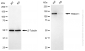 KD-Validated Anti-F-Box Protein 11 Mouse Monoclonal Antibody