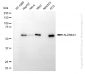 KD-Validated Anti-ALDH4A1 Mouse Monoclonal Antibody