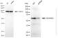 KD-Validated Anti-ALDH4A1 Mouse Monoclonal Antibody