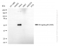 KD Validated Anti-Phospho-p53 (S33) Rabbit Monoclonal Antibody