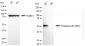 KD Validated Anti-Phospho-p53 (S33) Rabbit Monoclonal Antibody