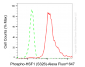 KD Validated Anti-Phospho-HSF1 (S326) Rabbit Monoclonal Antibody