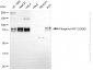 KD Validated Anti-Phospho-HSF1 (S326) Rabbit Monoclonal Antibody