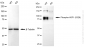 KD Validated Anti-Phospho-HSF1 (S326) Rabbit Monoclonal Antibody