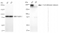 KD Validated Anti-L1 cell adhesion molecule Rabbit Monoclonal Antibody