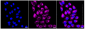 KD-Validated Anti-Keratin 7 Rabbit Monoclonal Antibody