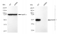 KD-Validated Anti-Keratin 7 Rabbit Monoclonal Antibody