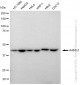 KD-Validated Anti-AdSS 2 Rabbit Monoclonal Antibody
