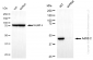 KD-Validated Anti-AdSS 2 Rabbit Monoclonal Antibody