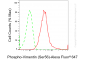 KD-Validated Anti-Phospho-Vimentin (Ser56) Rabbit Monoclonal Antibody