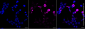 KD-Validated Anti-Phospho-Vimentin (Ser56) Rabbit Monoclonal Antibody