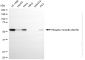 KD-Validated Anti-Phospho-Vimentin (Ser56) Rabbit Monoclonal Antibody