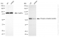 KD-Validated Anti-Phospho-Vimentin (Ser56) Rabbit Monoclonal Antibody