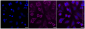 KD-Validated Anti-PPP3CA Rabbit Monoclonal Antibody