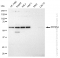 KD-Validated Anti-PPP3CA Rabbit Monoclonal Antibody