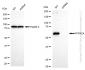 KD-Validated Anti-PPP3CA Rabbit Monoclonal Antibody