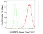 KD-Validated Anti-IQGAP1 Rabbit Monoclonal Antibody