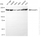 KD-Validated Anti-IQGAP1 Rabbit Monoclonal Antibody