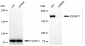 KD-Validated Anti-IQGAP1 Rabbit Monoclonal Antibody