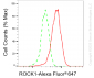 KD-Validated Anti-ROCK1 Rabbit Monoclonal Antibody