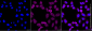 KD-Validated Anti-ROCK1 Rabbit Monoclonal Antibody