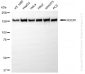 KD-Validated Anti-ROCK1 Rabbit Monoclonal Antibody