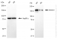 KD-Validated Anti-ROCK1 Rabbit Monoclonal Antibody
