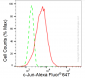 KD-Validated Anti-c-Jun Rabbit Monoclonal Antibody