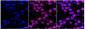 KD-Validated Anti-c-Jun Rabbit Monoclonal Antibody