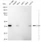 KD-Validated Anti-c-Jun Rabbit Monoclonal Antibody