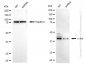 KD-Validated Anti-c-Jun Rabbit Monoclonal Antibody